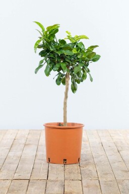 Combava Citrus hystrix Mini-tige 40-60 Pot