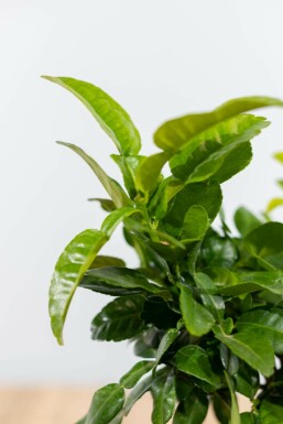 Combava / Citrus Hystrix Mini-tige/stipe/tronc 40-60 cm