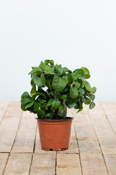 Citronnier / Citrus Limon Mini-tige/stipe/tronc 20-30 cm