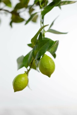 Citronnier / Citrus Limon Mini-tige/stipe/tronc 20-30 cm