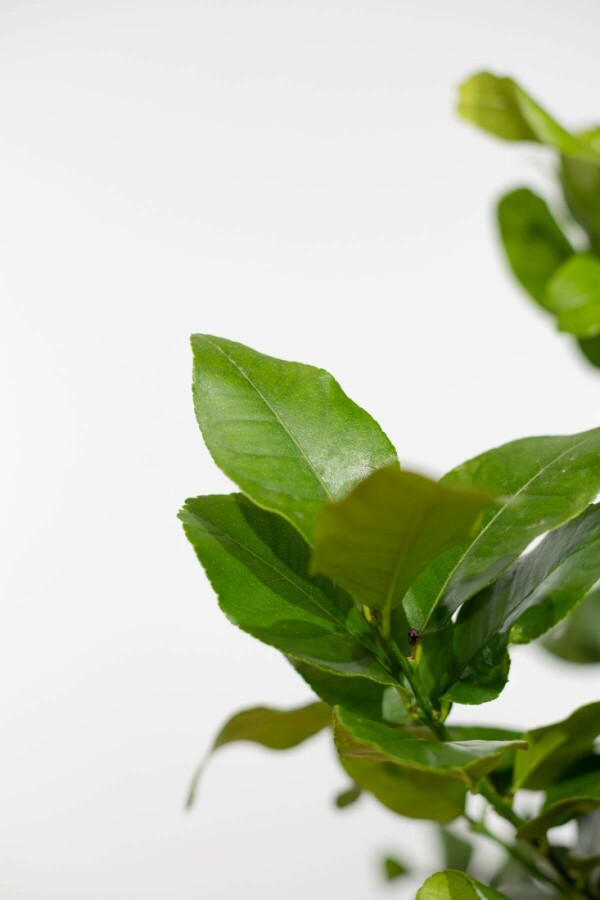 Limonier Citrus × limon Mini-tige 40-60 Pot Citronnier / Citrus Limon Mini-tige/stipe/tronc 40-60 cm