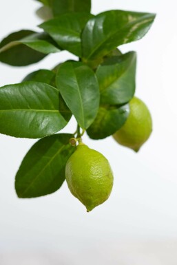Limonier Citrus × limon Mini-tige 40-60 Pot