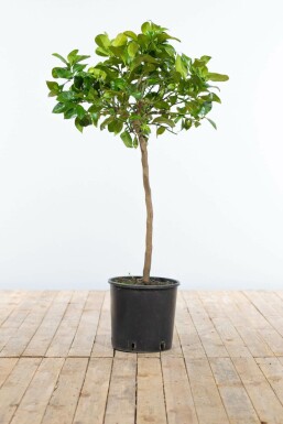 Citronnier / Citrus Limon Mini-tige/stipe/tronc 60-80 cm