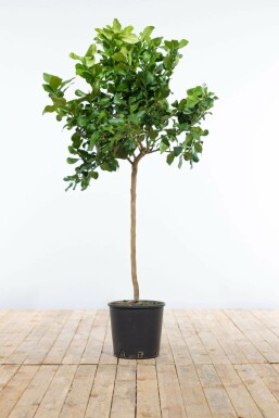 Limonier Citrus × limon Mini-tige 80-100 Pot Citronnier / Citrus Limon Mini-tige/stipe/tronc 80-100 cm