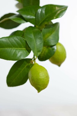 Limonier Citrus × limon Mini-tige 80-100 Pot Citronnier / Citrus Limon Mini-tige/stipe/tronc 80-100 cm