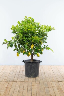Limonier Citrus × limon Sur tige 15-20 150-175 Pot