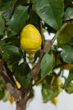 Limonier Citrus × limon Sur tige 15-20 150-175 Pot