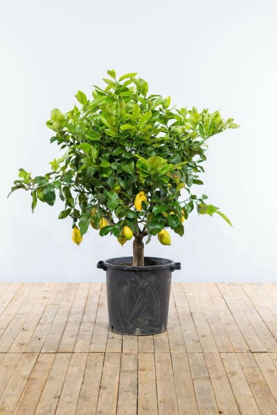 Limonier Citrus × limon Sur tige 20-30 175-200 Pot Citronnier / Citrus Limon Sur tige/stipe/tronc 175-200 cm