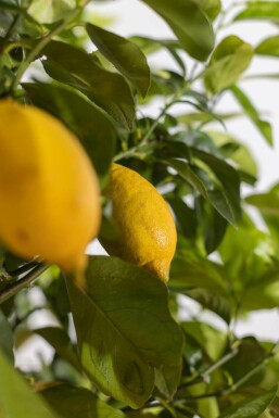 Limonier Citrus × limon Sur tige 40-50 175-200 Pot