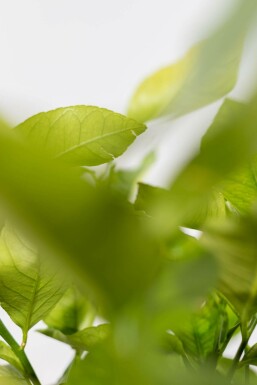 Limonier Citrus × limon Sur tige 40-50 175-200 Pot Citronnier / Citrus Limon Sur tige/stipe/tronc 175-200 cm