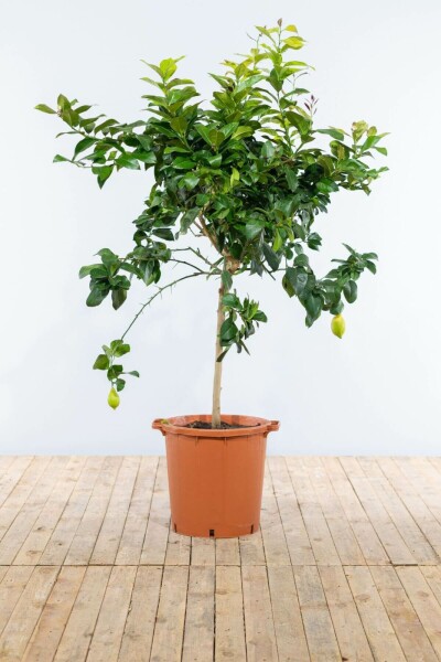 Limonier Citrus × limon Sur tige 5-10 125-150 Pot Citronnier / Citrus Limon Sur tige/stipe/tronc 125-150 cm