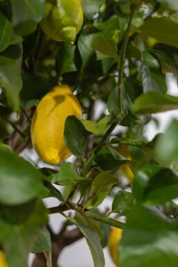 Limonier Citrus × limon Sur tige 50-60 175-200 Pot