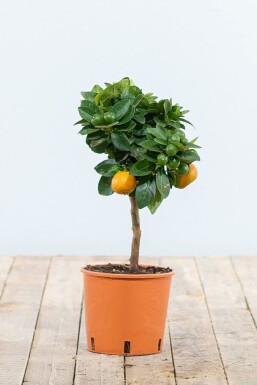 Calamondin Citrus Ă mitis 'Calamondin' Mini-tige 20-30 Pot Calamondin / Citrus Mitis Mini-tige/stipe/tronc 20-30 cm
