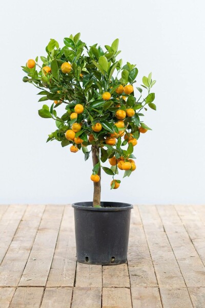 Calamondin Citrus × mitis 'Calamondin' Mini-tige 60-80 Pot Calamondin / Citrus Mitis Mini-tige/stipe/tronc 60-80 cm