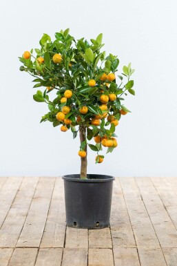 Calamondin Citrus × mitis 'Calamondin' Mini-tige 60-80 Pot