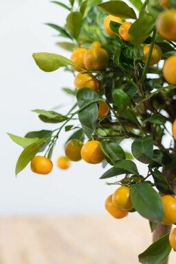 Calamondin Citrus Ă mitis 'Calamondin' Mini-tige 60-80 Pot Calamondin / Citrus Mitis Mini-tige/stipe/tronc 60-80 cm