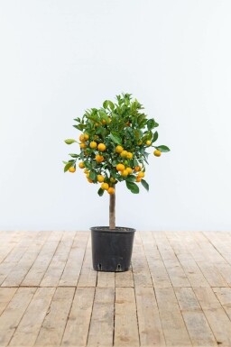 Calamondin Citrus × mitis 'Calamondin' Mini-tige 80-100 Pot