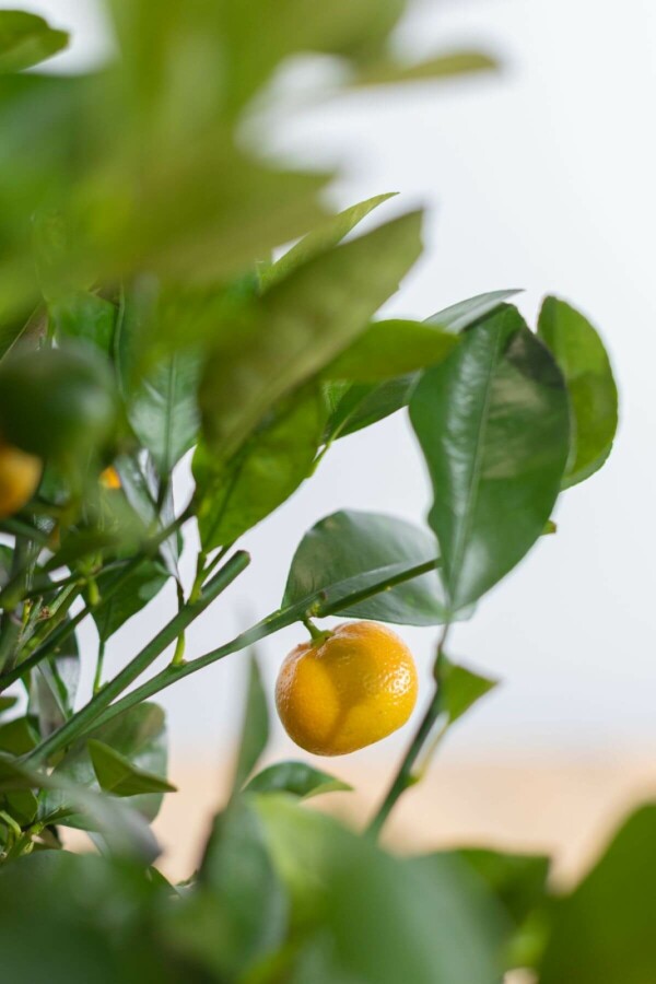 Calamondin Citrus × mitis 'Calamondin' Mini-tige 80-100 Pot Calamondin / Citrus Mitis Mini-tige/stipe/tronc 80-100 cm