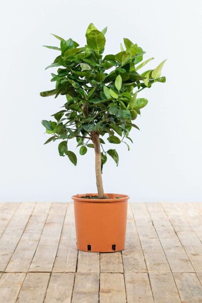 Oranger / Citrus Sinensis Mini-tige/stipe/tronc 40-60 cm