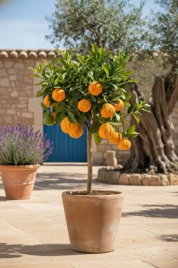 Oranger / Citrus Sinensis Mini-tige/stipe/tronc 40-60 cm