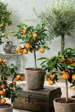 Oranger Citrus × sinensis Mini-tige 60-80 Pot Oranger / Citrus Sinensis Mini-tige/stipe/tronc 60-80 cm