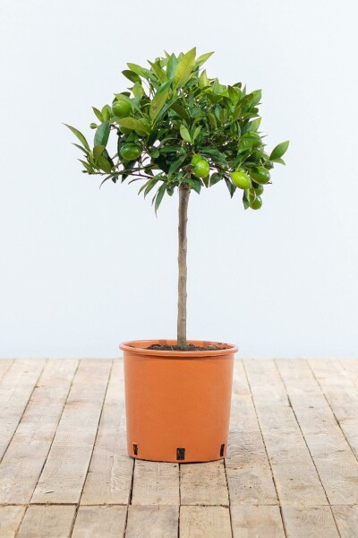 Oranger Citrus × sinensis Mini-tige 80-100 Pot Oranger / Citrus Sinensis Mini-tige/stipe/tronc 80-100 cm