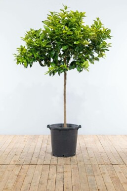 Oranger / Citrus Sinensis Sur tige/stipe/tronc 175-200 cm