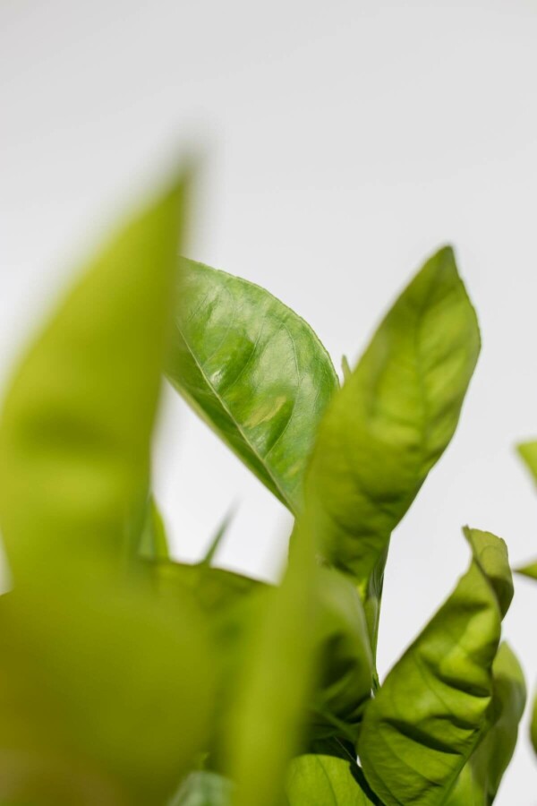 Oranger Citrus × sinensis Sur tige 40-50 175-200 Pot Oranger / Citrus Sinensis Sur tige/stipe/tronc 175-200 cm