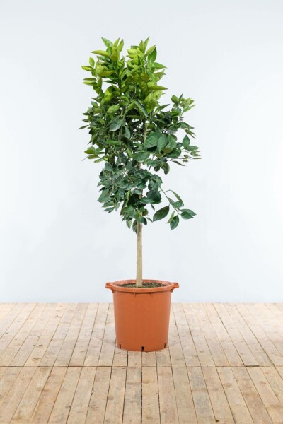 Oranger / Citrus Sinensis Sur tige/stipe/tronc 125-150 cm