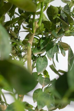 Oranger / Citrus Sinensis Sur tige/stipe/tronc 125-150 cm