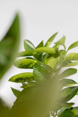 Oranger Citrus × sinensis Sur tige 50-60 175-200 Pot Oranger / Citrus Sinensis Sur tige/stipe/tronc 175-200 cm