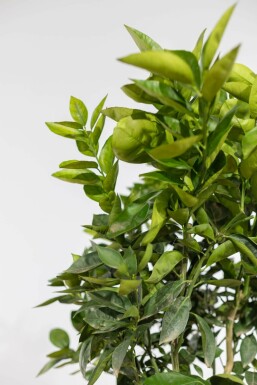 Oranger Citrus × sinensis Sur tige 50-60 175-200 Pot Oranger / Citrus Sinensis Sur tige/stipe/tronc 175-200 cm