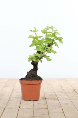La vigne Vitis vinifera Bonsaï 20-40 Pot Vigne / Vitis Vinifera bonsai 20-40 cm