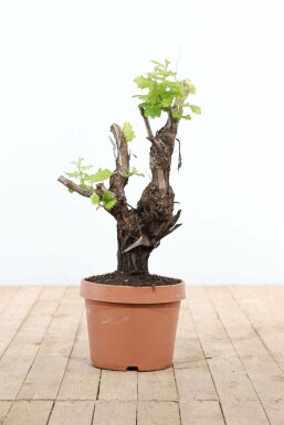 Vigne / Vitis Vinifera bonsai