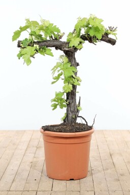 La vigne Vitis vinifera Bonsaï 80-100 Pot Vigne / Vitis Vinifera bonsai 80-100 cm