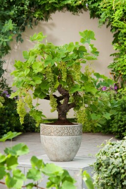 La vigne Vitis vinifera Bonsaï 80-100 Pot Vigne / Vitis Vinifera bonsai 80-100 cm
