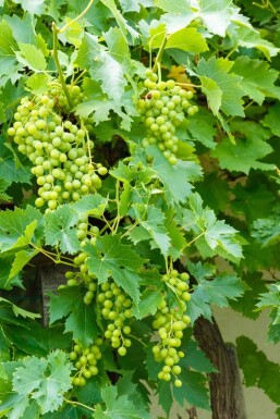 Vigne / Vitis Vinifera bonsai 80-100 cm