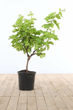 La vigne Vitis vinifera Sur tige 10-15 80-100 Pot Vigne / Vitis Vinifera Sur tige/stipe/tronc 80-100 cm