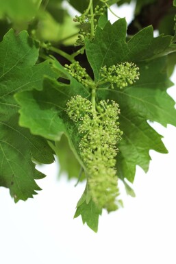 Vigne / Vitis Vinifera Sur tige/stipe/tronc 80-100 cm