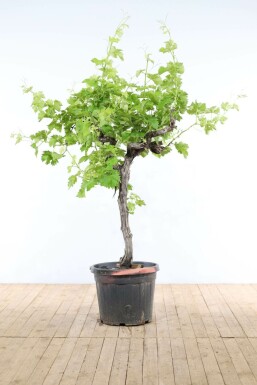 Vigne / Vitis Vinifera Sur tige/stipe/tronc 100-125 cm