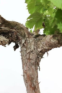 Vigne / Vitis Vinifera Sur tige/stipe/tronc 100-125 cm