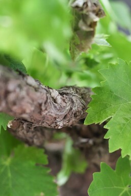 Vigne / Vitis Vinifera Sur tige/stipe/tronc 100-125 cm
