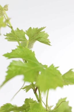 Vigne / Vitis Vinifera Sur tige/stipe/tronc 100-125 cm