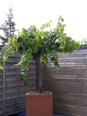 Vigne / Vitis Vinifera Sur tige/stipe/tronc 100-125 cm