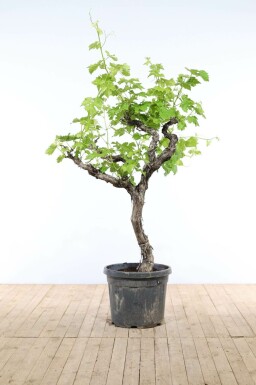 La vigne Vitis vinifera Sur tige 30-40 150-175 Pot Vigne / Vitis Vinifera Sur tige/stipe/tronc 150-175 cm