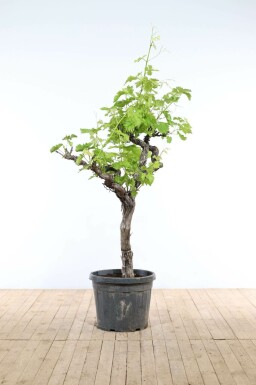La vigne Vitis vinifera Sur tige 40-50 175-200 Pot Vigne / Vitis Vinifera Sur tige/stipe/tronc 175-200 cm