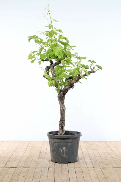 Vigne / Vitis Vinifera Sur tige/stipe/tronc 200-225 cm