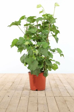 La vigne Vitis vinifera Support 100-120 Pot Vigne / Vitis Vinifera Support 100-120 cm