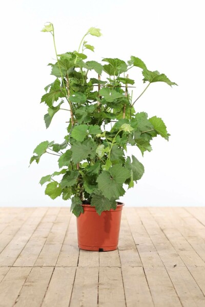 La vigne Vitis vinifera Support 70-80 Pot Vigne / Vitis Vinifera Support 70-80 cm