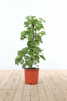 Vigne / Vitis Vinifera Bâton 40-60 cm